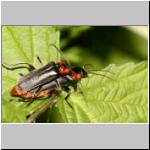 Cantharis fusca - Gemeiner Weichkaefer 06.jpg